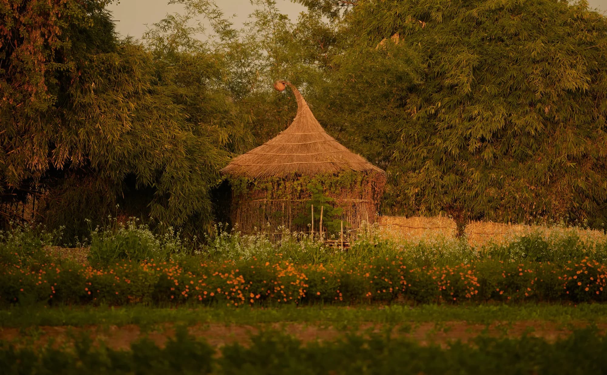 Aerial view of Aman-i-Khas tented camp nestled in forest around a turquoise stepwell-style pool, Ranthambore