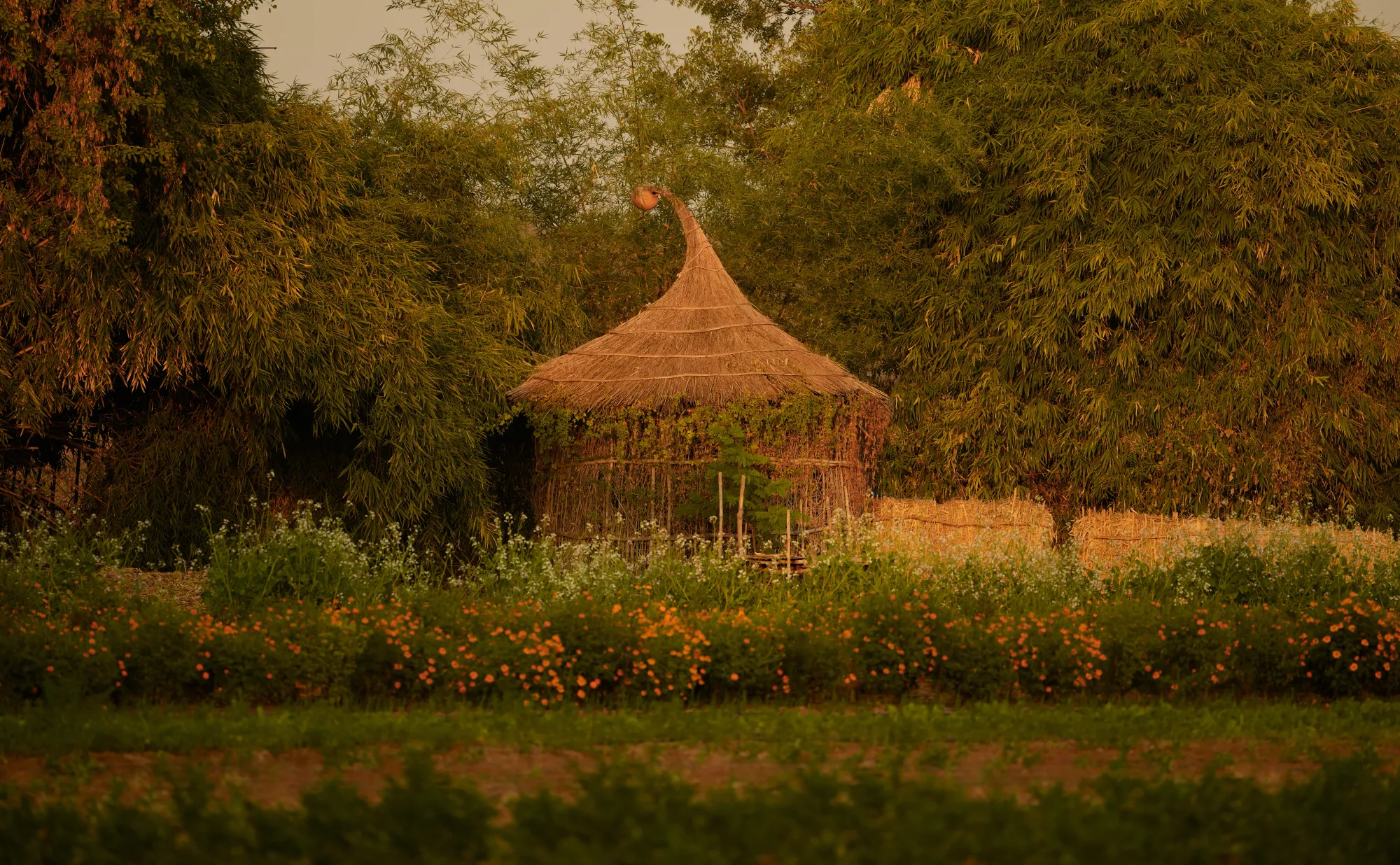 Aerial view of Aman-i-Khas tented camp nestled in forest around a turquoise stepwell-style pool, Ranthambore